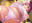 2019-03-25 23:01の投稿