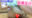 【8/1(土)裏LIVE】丸見え配信🙈💓【下半身カメラ~PART411~】