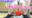 【8/8(土)裏LIVE】薄すぎてくっきりだった…///【下半身カメラ~PART412~】