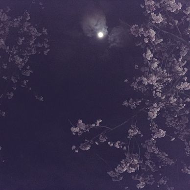 3/3🌸お雛様配信