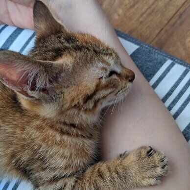 ネコチャンまとめ🐱
