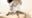 もちぷん@脚系YouTuberファンクラブの商品