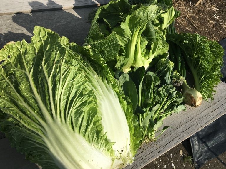お野菜便
