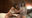 ムッシュファンクラブの商品
