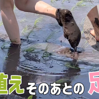 田植えをしたら蒸れたので、素足で入ってみたら泥だらけになったよ♡ A sole got sweaty when I planted rice
