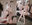 Yukako Purinpuppy clubの商品