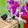 【▲100●100】Meguri is inserted by the football team guy at the stadium (wide straddle)