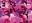 【数量限定/送料無料】«DVDROM・動画入り»BLACK&PINK