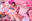 もちもちROOMs Vol.2