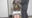 Mっ娘コスプレ拘束、鼻ローター、呼吸制御プレイ