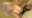 💕グリッ●マン🔞ア●ネ[テカテカオイルSEX]💕引っ込み思案な人見知り美少女レイヤーが白目剥いて絶頂アクメ！H65の超美巨乳をブルブル揺らし、ペニスで膣奥めった刺し！延々と繰り返し続ける止まらないオーガズム地獄！尿道に残った精子も吸い出しゴックン！【buena153】