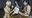 ★お買い得2本セット!★女同士の金粉ご奉仕②