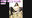 ★THE DRESS PREY★vol,3