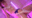 🌟ビジュ最強コンカフェ嬢🔞逆バニーコス(ヌルテカオイルSEX)🌟見た目に反して140cm代のミニマム巨乳レイヤー!メス穴虐められすぎてドスの効いた喘ぎ声!可愛い顔歪めてイキ散らかす実はドМ!最高にチンコに響く美少女ちゆまる(19歳)【buena281】