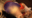 🌟K●F🔞麻●アテナ(ヌルテカオイルSEX)🌟「見てるだけじゃ満足できないんでしょ？」ローアングルや股間接写など激シコポーズ炸裂！ヌルテカエロボディで精子搾取される強烈騎乗位！立てなくなるほどイキ狂い激ピス雑魚マ〇コ！企業ブース常連レイヤーえみりすちゃん（24）【buena286】