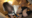 🌟140cm代ミニマム美少女🔞逆バニーコス(ヌルテカオイルSEX)🌟極小マ〇コぶっ壊れる高速突き上げ！足ガックガクでイキ狂い！ニコニコで濃厚精子ゴク飲み！小っちゃ可愛いレイヤーちょこみんちゃん（19）【buenap091】