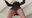 【▲100△100】Meguri and Yuri are engrossed in a dance game. Hidden cameras have been set up, capturing both of them upskirt.4