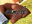 【DL版】110DNRandNPPST
