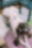 【DL】牛ぎゃる🐮🍼マイクロビキニ💓お姉さん