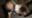 🌟ド健全美少女レイヤー白石こよりちゃん🔞制服逆バニーコス(ヌルテカオイルSEX)🌟触れられただけでキュンｯてなる敏感マ●コ！ベロ出しアヘ顔でヨダレ垂らしてイキじゃくる【buenap095】