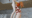 艦これあきつ丸×アクィラ緊縛イラマチオふたなりレズSEX_20200704_モーションデータ