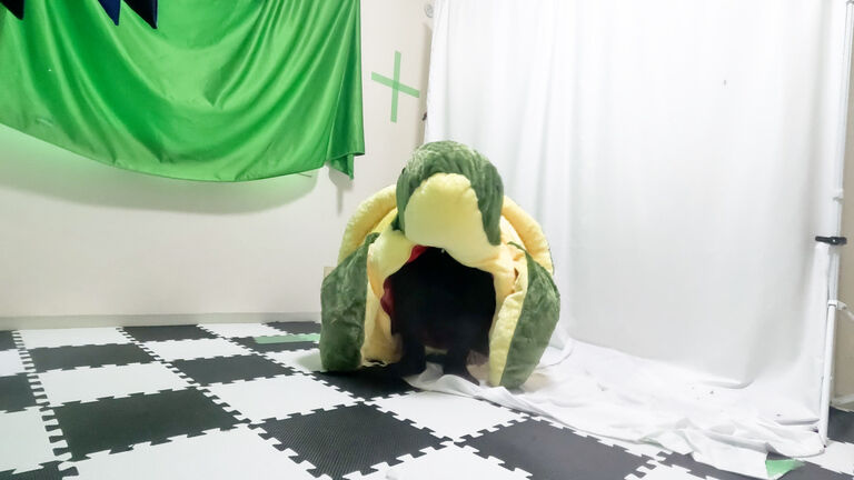 身長110cmの小さな『カメ』に変身する方法