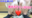 【裏LIVE2万DL記念|8/8(土)裏LIVE付き】某〇〇生配信の“裏側PART2”。ノーカット23分間…全裸で生ハメ中出しまで完全収録><